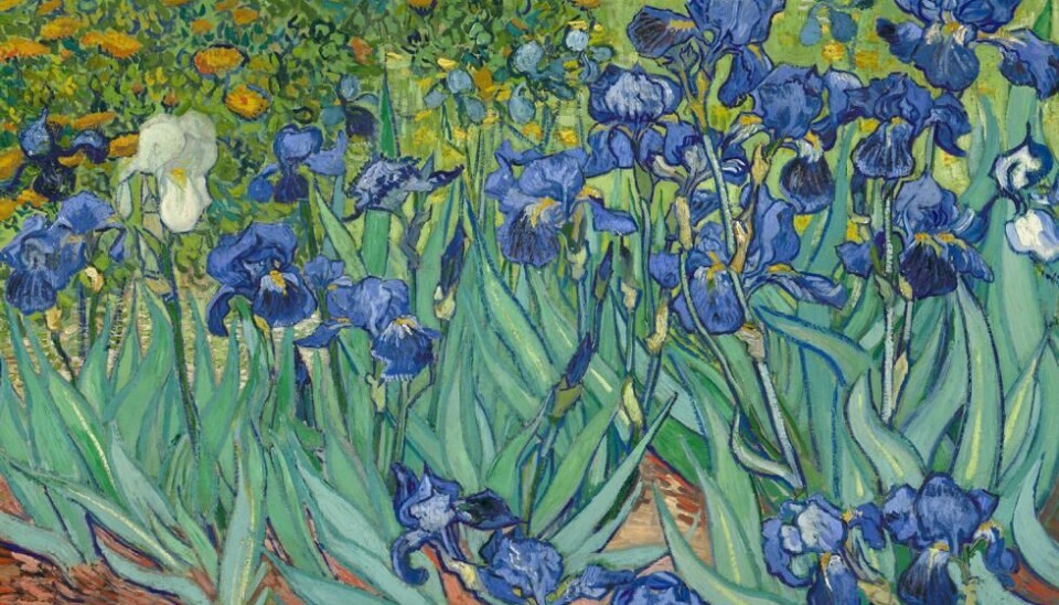 Titteldiktet i Vill iris ender med linjen: 'Fra kjernen i mitt liv sprang / en veldig kilde'. 'På ett plan er det et bilde av irisen, denne veldige fontenen, kilden av asurblått og havblått. Samtidig kan vi lese det som et bilde på fornyelse,' sier gjendikter Ingvild Burkey, som finner en sterk tro på poesiens evne til å omskape eller gi mening til lidelse i Glücks dikt. Bilde: Les Iris av Vincent van Gogh (1889), Wikimedia Commons.
