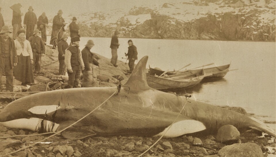 «Spekkhogger som er fanget, ligger på stranden». Fra arkivet etter Fridtjof Nansens ekspedisjon til Grønland (1888).